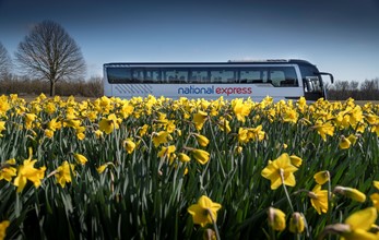National Express Coach in service - Spring daffodils